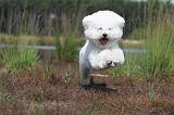 BICHON FRISE 401